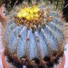 Ferocactus_glaucescens